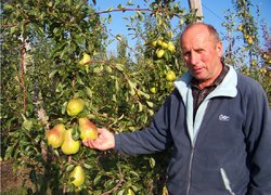 Плодоношення трирічних дерев груші сорту Сніжинка